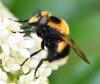 Volucella bombylans